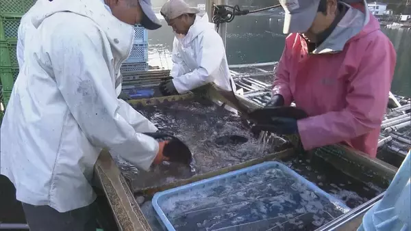 「新年を前に…養殖マダイの出荷ピーク 傷つかないように“仕切り”の容器で関東・関西へ 三重・熊野市 作業は正月も続く」の画像