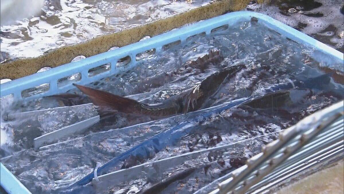 新年を前に…養殖マダイの出荷ピーク 傷つかないように“仕切り”の容器で関東・関西へ 三重・熊野市 作業は正月も続く