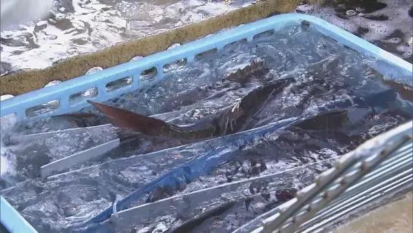 「新年を前に…養殖マダイの出荷ピーク 傷つかないように“仕切り”の容器で関東・関西へ 三重・熊野市 作業は正月も続く」の画像