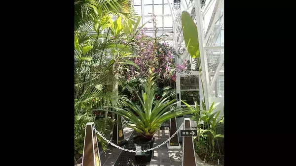 名古屋･東山動植物園で11年ぶりに開花｢ミカドアナナス｣ どんな植物？次に見られるのも10年以上先…!? ブラジル固有 巨大なパイナップル科の植物 名古屋･東山動植物園