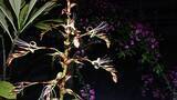「名古屋･東山動植物園で11年ぶりに開花｢ミカドアナナス｣ どんな植物？次に見られるのも10年以上先…!? ブラジル固有 巨大なパイナップル科の植物 名古屋･東山動植物園」の画像2
