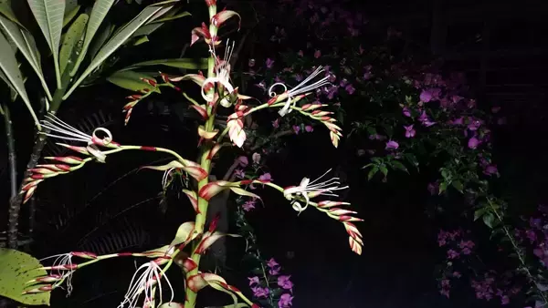 「名古屋･東山動植物園で11年ぶりに開花｢ミカドアナナス｣ どんな植物？次に見られるのも10年以上先…!? ブラジル固有 巨大なパイナップル科の植物 名古屋･東山動植物園」の画像