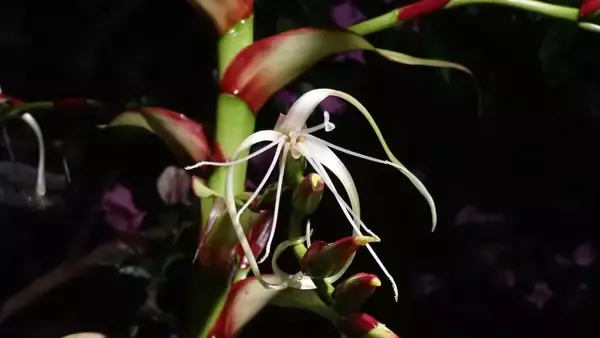 「名古屋･東山動植物園で11年ぶりに開花｢ミカドアナナス｣ どんな植物？次に見られるのも10年以上先…!? ブラジル固有 巨大なパイナップル科の植物 名古屋･東山動植物園」の画像