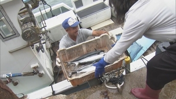 ブランド魚｢答志島トロさわら｣水揚げ始まる 1本釣りされた中から脂肪含有率や重さの基準を満たしたものを認定 この日は77本中7本 三重･鳥羽市 和具漁港　