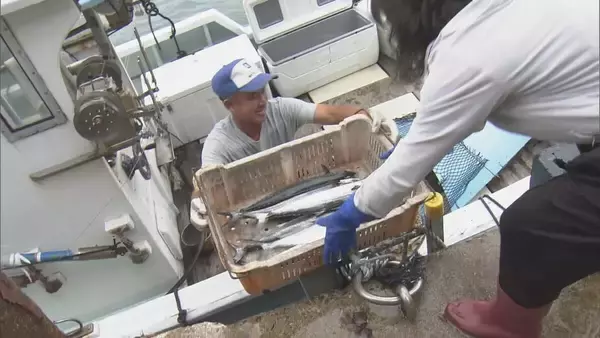 ブランド魚｢答志島トロさわら｣水揚げ始まる 1本釣りされた中から脂肪含有率や重さの基準を満たしたものを認定 この日は77本中7本 三重･鳥羽市 和具漁港　