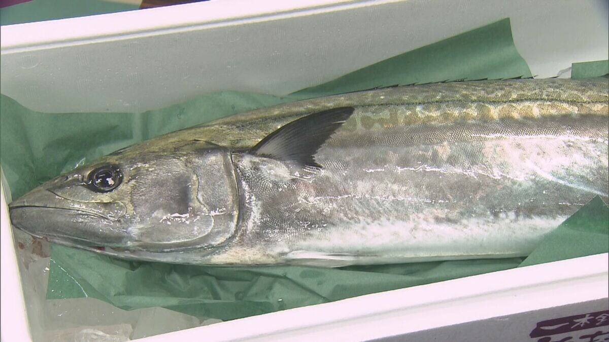 ブランド魚｢答志島トロさわら｣水揚げ始まる 1本釣りされた中から脂肪含有率や重さの基準を満たしたものを認定 この日は77本中7本 三重･鳥羽市 和具漁港　