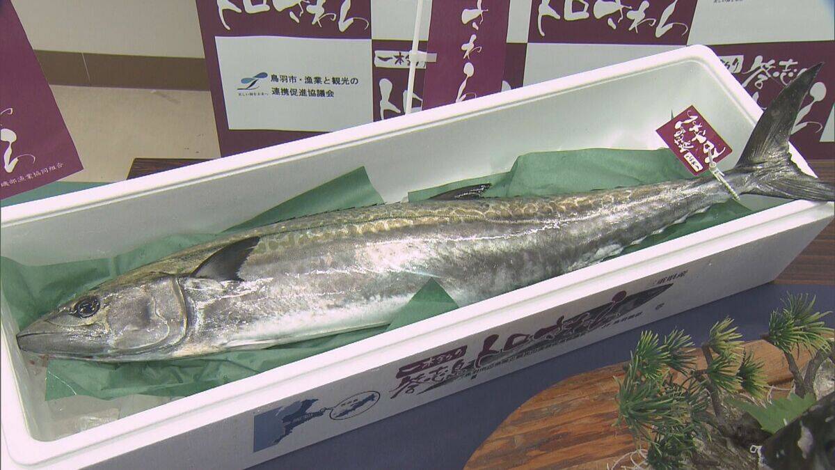 ブランド魚｢答志島トロさわら｣水揚げ始まる 1本釣りされた中から脂肪含有率や重さの基準を満たしたものを認定 この日は77本中7本 三重･鳥羽市 和具漁港　