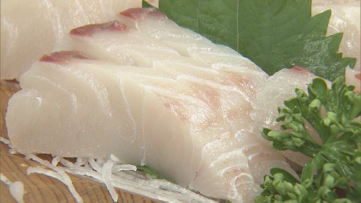 ブランド魚｢答志島トロさわら｣水揚げ始まる 1本釣りされた中から脂肪含有率や重さの基準を満たしたものを認定 この日は77本中7本 三重･鳥羽市 和具漁港　