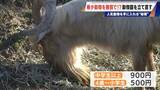 「経営難の動物園から脱却を… 希少動物を無償で呼び込む“秘訣” 物価高などでいまだ半分が未公開エリア 三重･多気町の｢ごかつら池どうぶつパーク｣」の画像17