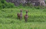 「名古屋城のお堀で暮らすシカの｢やまむらちゃん｣死ぬ 推定年齢12歳以上 7月半ばから体調不良 母親とみられる｢もみじちゃん｣は元気に暮らす」の画像1