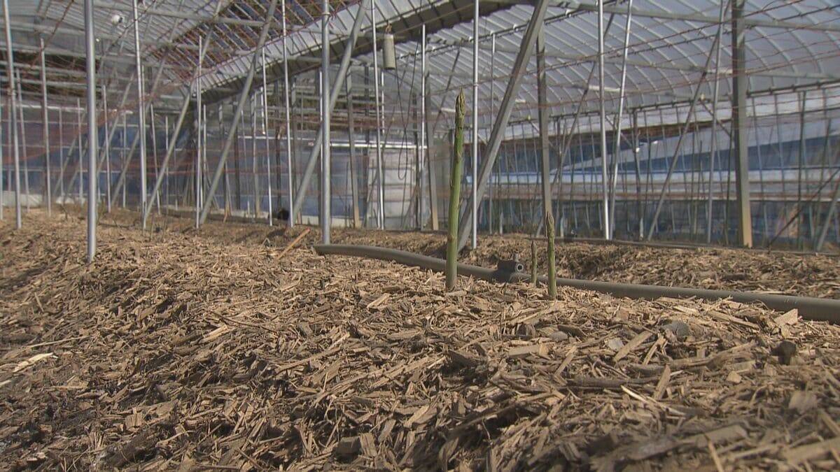 深刻な愛知の水不足… 節水のため自動車整備工場では“洗車機”利用停止に アスパラ農家｢水は命より大事｣