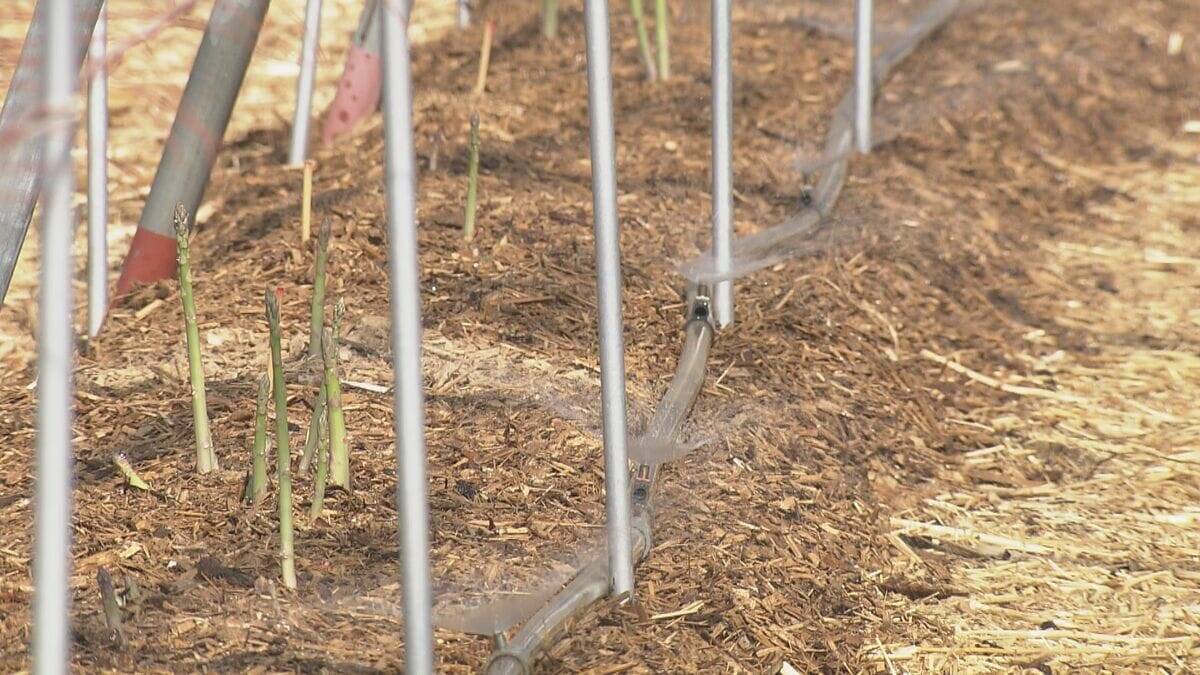 深刻な愛知の水不足… 節水のため自動車整備工場では“洗車機”利用停止に アスパラ農家｢水は命より大事｣