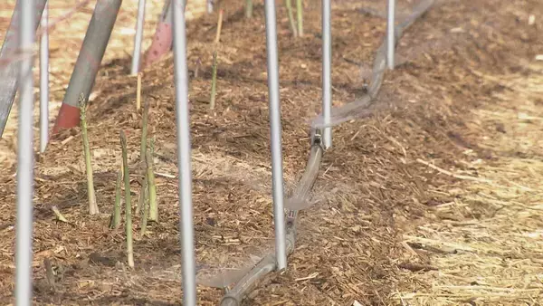 「深刻な愛知の水不足… 節水のため自動車整備工場では“洗車機”利用停止に アスパラ農家｢水は命より大事｣」の画像