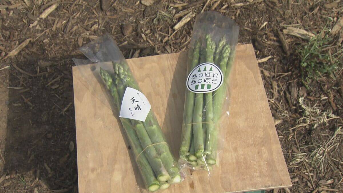 深刻な愛知の水不足… 節水のため自動車整備工場では“洗車機”利用停止に アスパラ農家｢水は命より大事｣