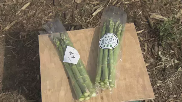 「深刻な愛知の水不足… 節水のため自動車整備工場では“洗車機”利用停止に アスパラ農家｢水は命より大事｣」の画像