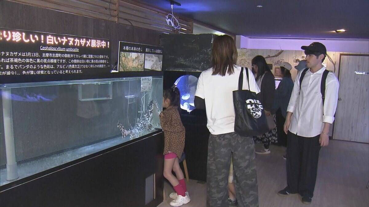 パンダカラーのサメ!? 通常はグレーや茶褐色に黒い斑点… 色素少なく白に？｢ナヌカザメ｣の展示始まる 三重･伊勢シーパラダイス