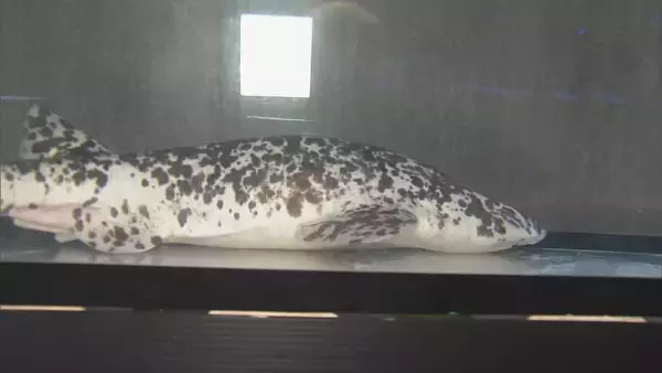 「パンダカラーのサメ!? 通常はグレーや茶褐色に黒い斑点… 色素少なく白に？｢ナヌカザメ｣の展示始まる 三重･伊勢シーパラダイス」の画像