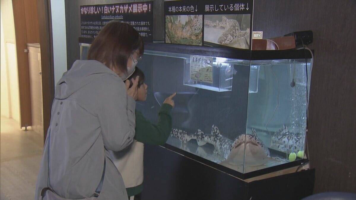 パンダカラーのサメ!? 通常はグレーや茶褐色に黒い斑点… 色素少なく白に？｢ナヌカザメ｣の展示始まる 三重･伊勢シーパラダイス