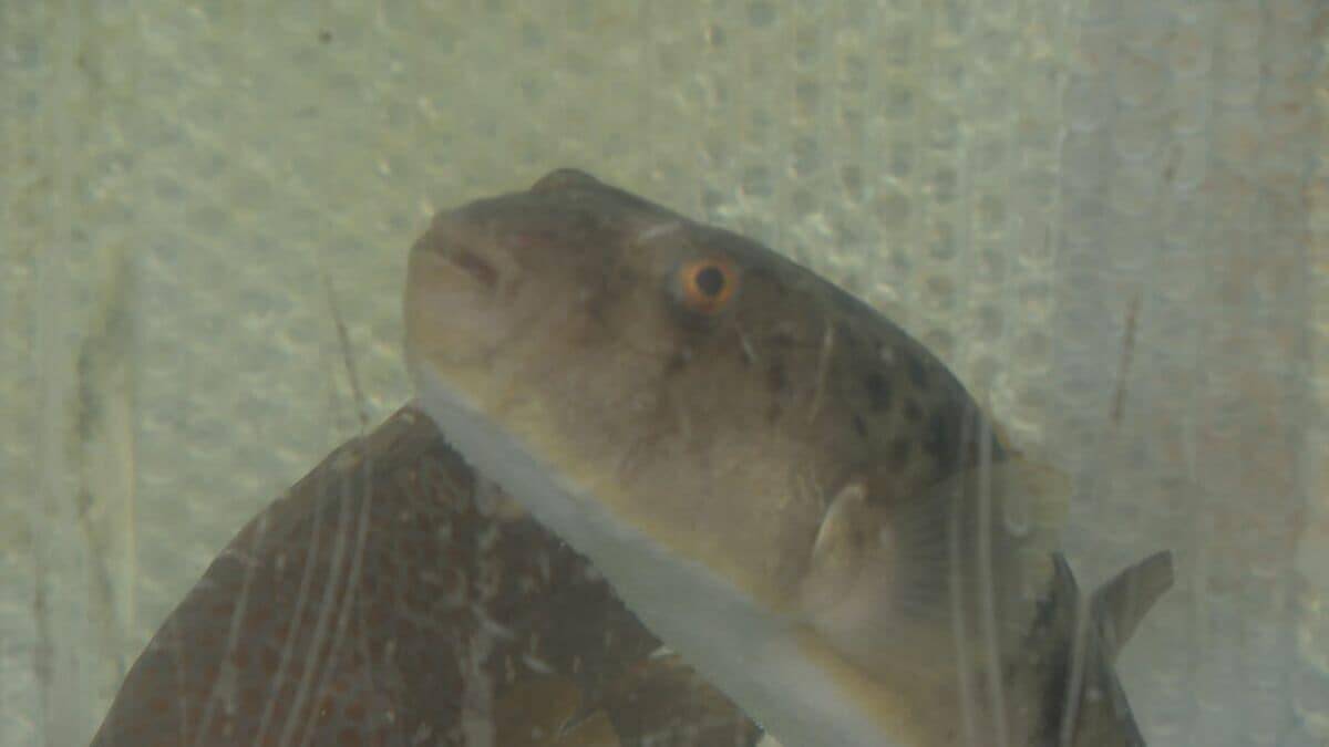 早くも名古屋で｢ビアガーデン｣オープン！ 市場直送の魚介やお値打ちな“未利用魚”を提供 ｢生きた魚が泳いでいて、新鮮｣ 名古屋･中村区 柳橋中央市場