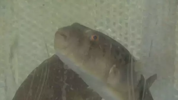 「早くも名古屋で｢ビアガーデン｣オープン！ 市場直送の魚介やお値打ちな“未利用魚”を提供 ｢生きた魚が泳いでいて、新鮮｣ 名古屋･中村区 柳橋中央市場」の画像