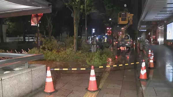 名古屋の中心部 強風で高さ約１５メートルの街路樹倒れる　けが人なし　名古屋・中区