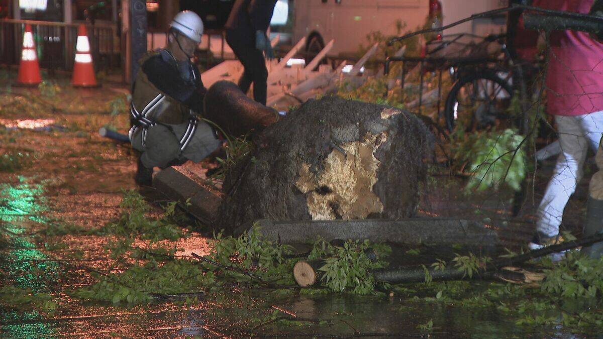 名古屋の中心部 強風で高さ約１５メートルの街路樹倒れる　けが人なし　名古屋・中区