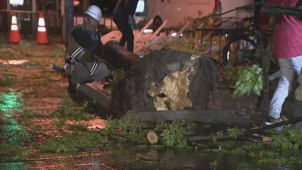 「名古屋の中心部 強風で高さ約１５メートルの街路樹倒れる　けが人なし　名古屋・中区」の画像