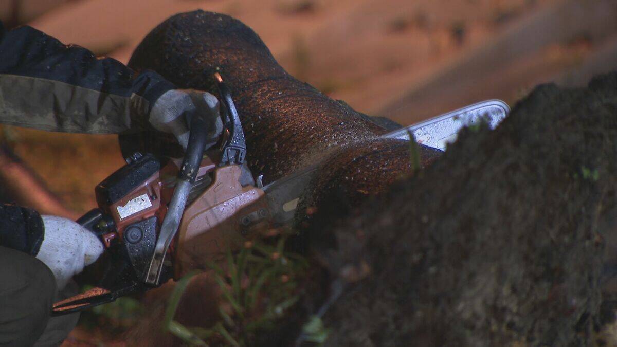 名古屋の中心部 強風で高さ約１５メートルの街路樹倒れる　けが人なし　名古屋・中区