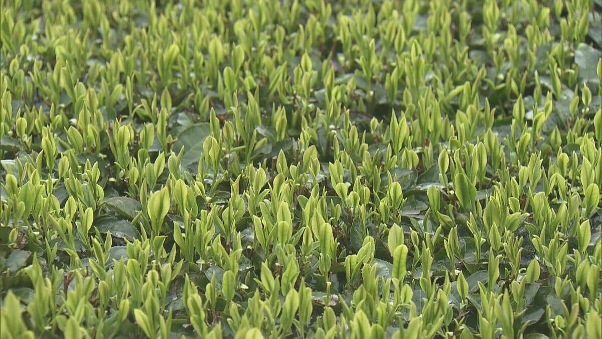 香り高く2度目以降の抽出でもおいしい｢伊勢茶｣ 新茶シーズン前に“新茶祈願祭” 少雨でも良い出来に 三重･度会町