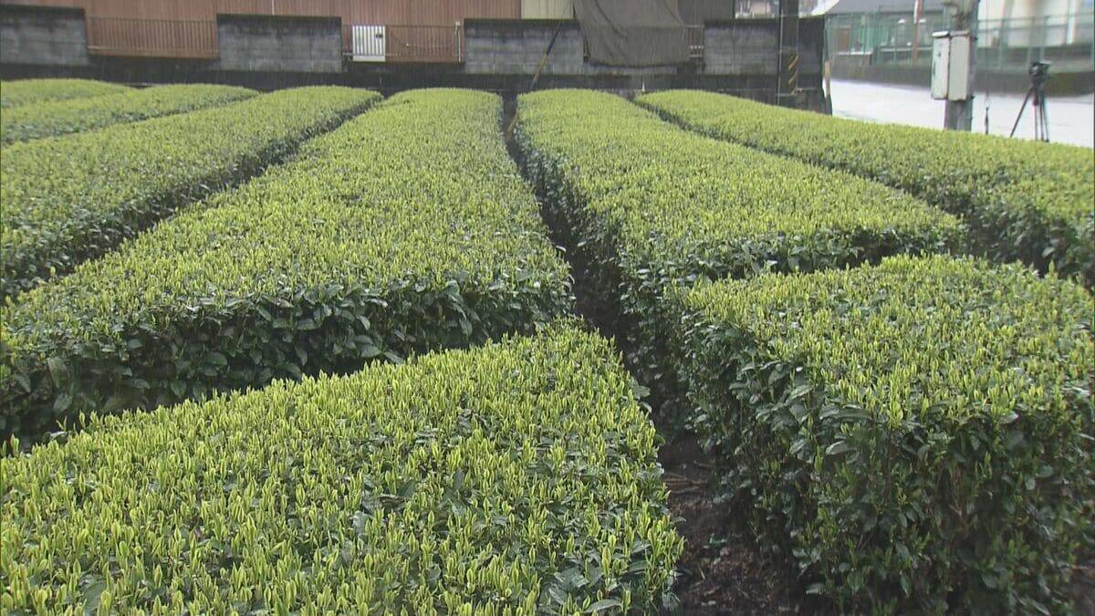 香り高く2度目以降の抽出でもおいしい｢伊勢茶｣ 新茶シーズン前に“新茶祈願祭” 少雨でも良い出来に 三重･度会町