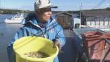 「英虞湾で真珠を取り出す“浜揚げ作業”最盛期 アコヤガイの身をミキサーに…作業繰り返すと5ミリほどの真珠 今シーズンは｢層は薄いものの形はよい｣ 三重・志摩市」の画像1