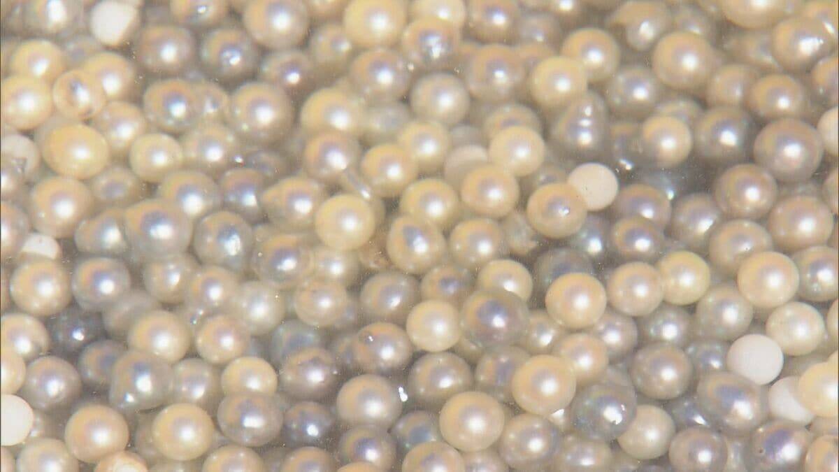 英虞湾で真珠を取り出す“浜揚げ作業”最盛期 アコヤガイの身をミキサーに…作業繰り返すと5ミリほどの真珠 今シーズンは｢層は薄いものの形はよい｣ 三重・志摩市