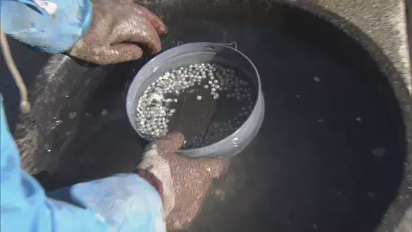 「英虞湾で真珠を取り出す“浜揚げ作業”最盛期 アコヤガイの身をミキサーに…作業繰り返すと5ミリほどの真珠 今シーズンは｢層は薄いものの形はよい｣ 三重・志摩市」の画像