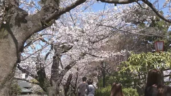 「桜が見頃の愛知･岡崎城公園 多くの花見客が 4月5日までは夜間ライトアップやキッチンカーも 愛知」の画像