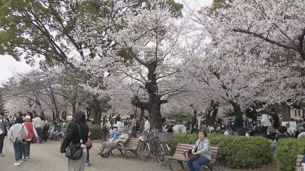 「名古屋で桜満開 ｢さくら名所100選｣昭和区の鶴舞公園も花見客で賑わう 物価高の波は花見にも？」の画像