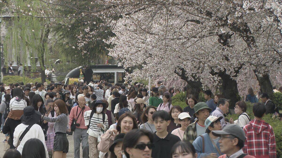 名古屋で桜満開 ｢さくら名所100選｣昭和区の鶴舞公園も花見客で賑わう 物価高の波は花見にも？