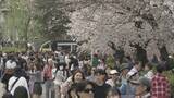 「名古屋で桜満開 ｢さくら名所100選｣昭和区の鶴舞公園も花見客で賑わう 物価高の波は花見にも？」の画像3