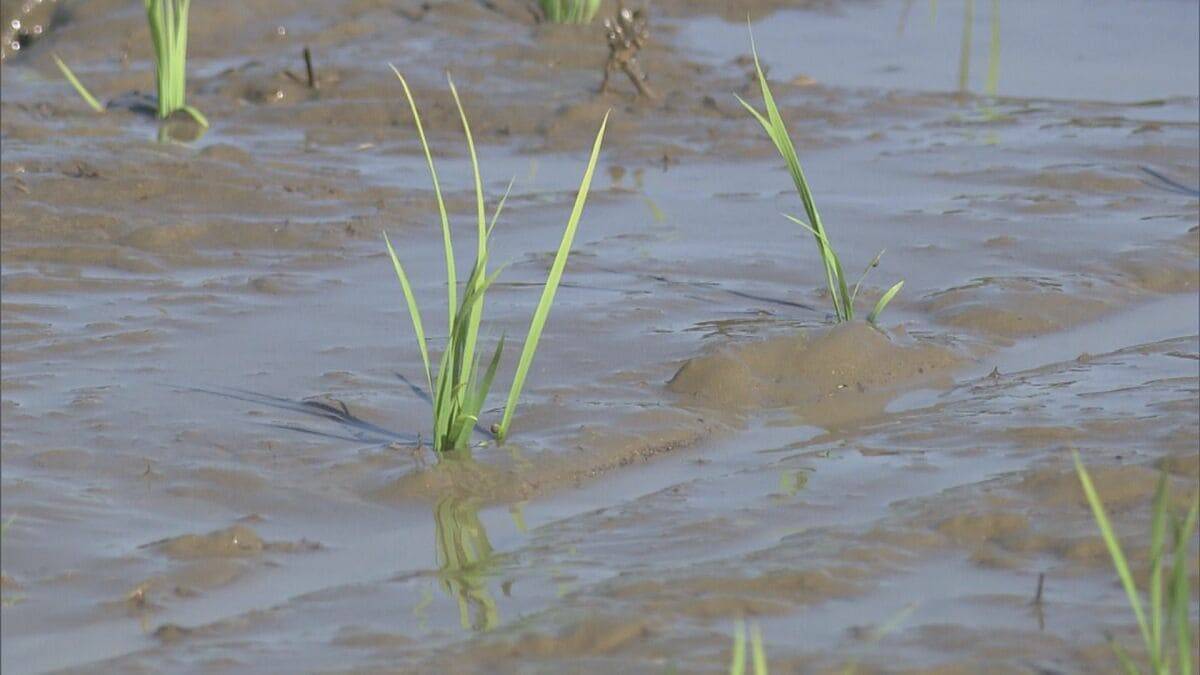 愛知･大村知事｢正直いかがなものかと｣ 農家の“田植え時期変更難しい”の声に… 豊川用水の貯水率アップも延期要請は継続方針