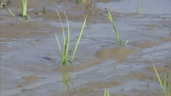 「愛知･大村知事｢正直いかがなものかと｣ 農家の“田植え時期変更難しい”の声に… 豊川用水の貯水率アップも延期要請は継続方針」の画像