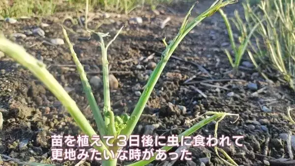 「人生激変！大手企業から農家に転身した“脱サラ夫婦” 大きな一軒家も購入し… ｢何も後悔はしていないです｣ 年収は半分以下でも家族と充実ライフ」の画像