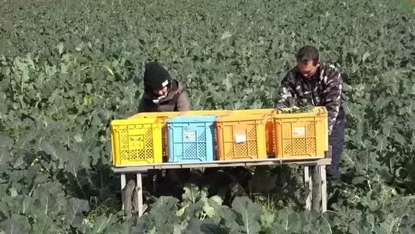 「人生激変！大手企業から農家に転身した“脱サラ夫婦” 大きな一軒家も購入し… ｢何も後悔はしていないです｣ 年収は半分以下でも家族と充実ライフ」の画像