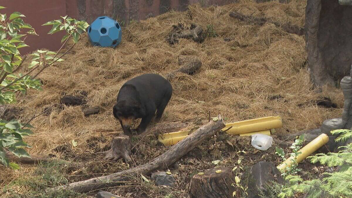 人間でいうと約90歳　敬老の日にご長寿「マレーグマ」のお祝い　東山動植物園
