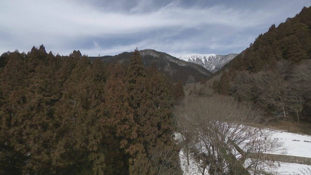 【花粉】東海は平年比の約1.3倍予想 ｢間もなく飛び始めますね、これ…｣  花粉を飛ばす“雄花”は黄色く大きくなっていた