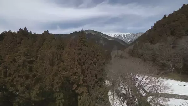 「【花粉】東海は平年比の約1.3倍予想 ｢間もなく飛び始めますね、これ…｣  花粉を飛ばす“雄花”は黄色く大きくなっていた」の画像