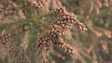 「【花粉】東海は平年比の約1.3倍予想 ｢間もなく飛び始めますね、これ…｣  花粉を飛ばす“雄花”は黄色く大きくなっていた」の画像3