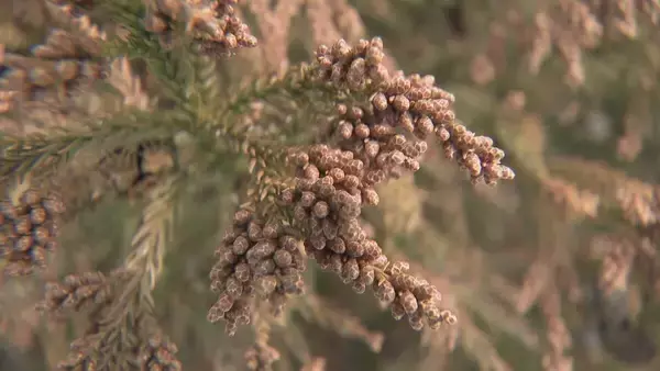 「【花粉】東海は平年比の約1.3倍予想 ｢間もなく飛び始めますね、これ…｣  花粉を飛ばす“雄花”は黄色く大きくなっていた」の画像