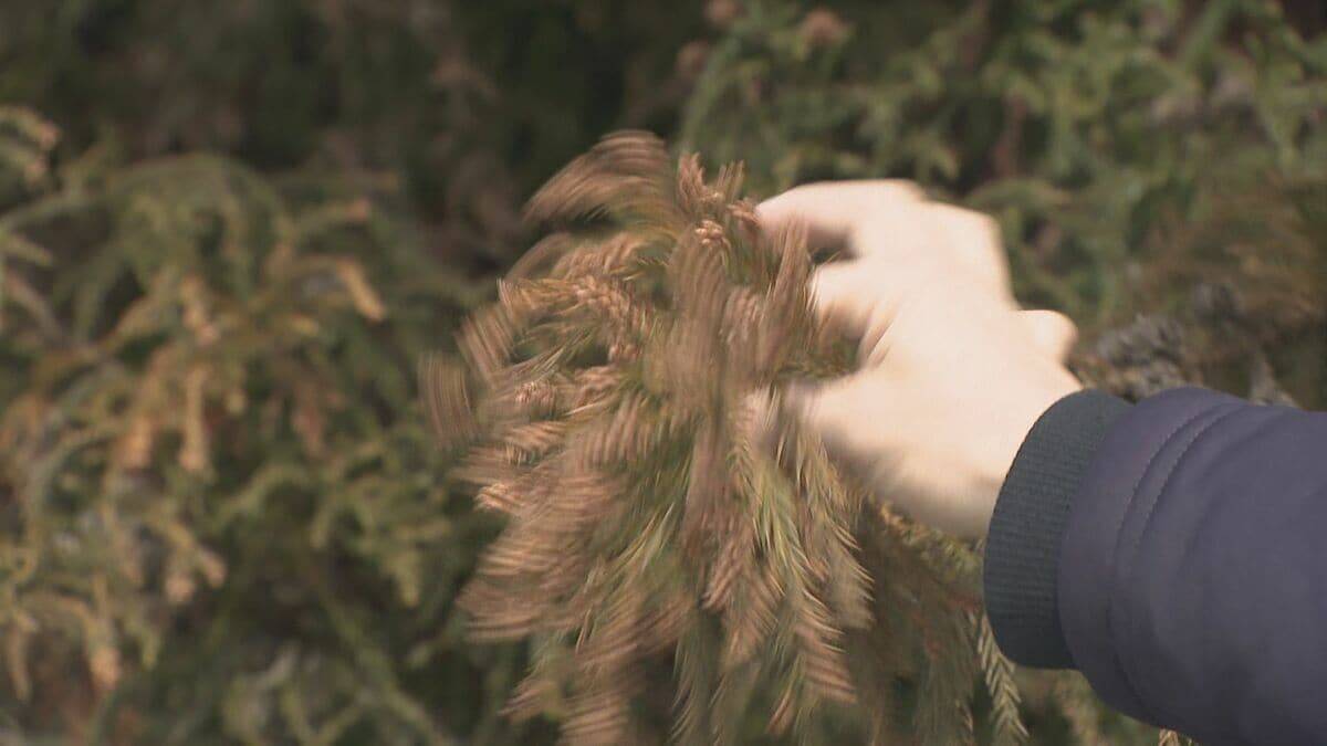 【花粉】東海は平年比の約1.3倍予想 ｢間もなく飛び始めますね、これ…｣  花粉を飛ばす“雄花”は黄色く大きくなっていた