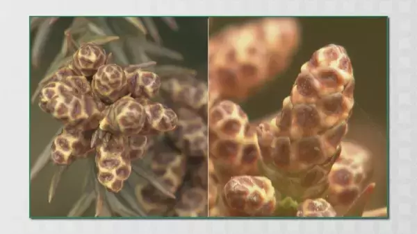 「【花粉】東海は平年比の約1.3倍予想 ｢間もなく飛び始めますね、これ…｣  花粉を飛ばす“雄花”は黄色く大きくなっていた」の画像