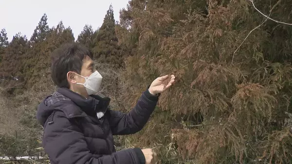 「【花粉】東海は平年比の約1.3倍予想 ｢間もなく飛び始めますね、これ…｣  花粉を飛ばす“雄花”は黄色く大きくなっていた」の画像