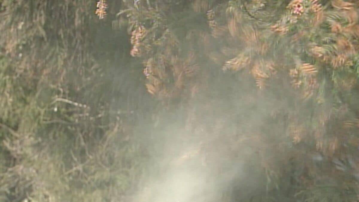 【花粉】東海は平年比の約1.3倍予想 ｢間もなく飛び始めますね、これ…｣  花粉を飛ばす“雄花”は黄色く大きくなっていた